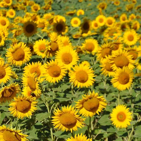 De Rossignol بيت للعطل