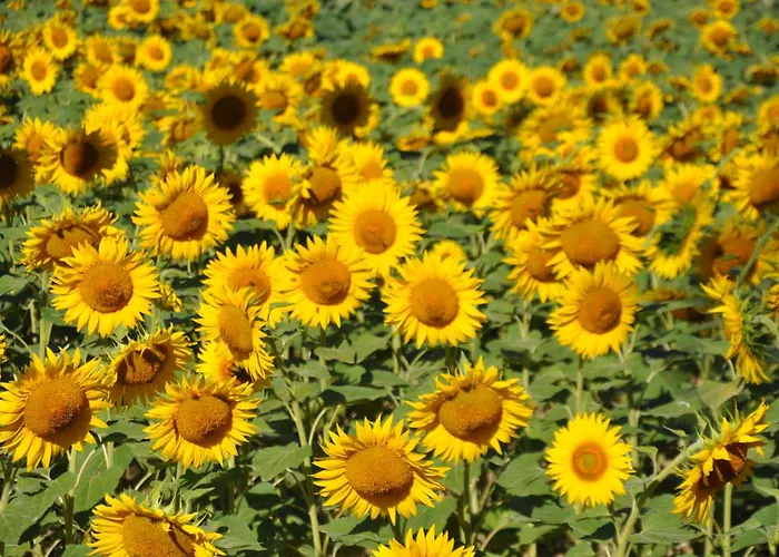 De Rossignol Holiday home